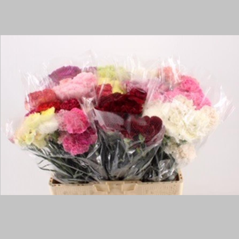 Garoafe, Pachet (20 buc.)